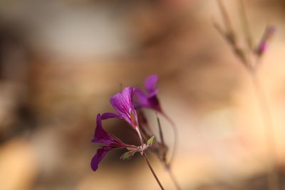 Pelargonium rodneyanum, photographed by Dylan Wishart