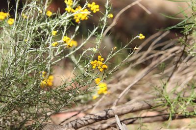 Chrysocephalum semipapposum, photographed by Dylan Wishart