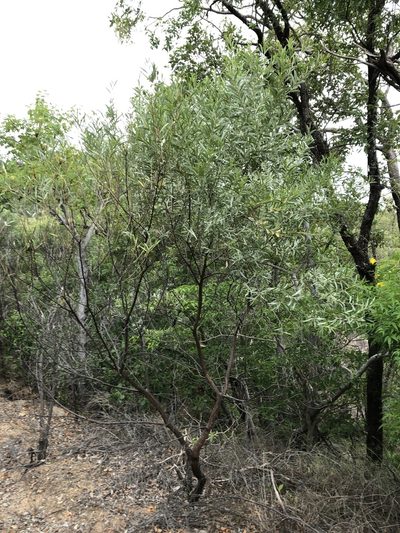 Acacia leptostachya, photographed by elawrey
