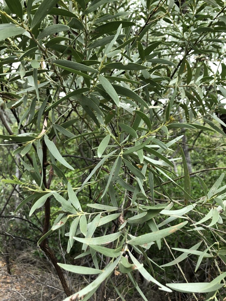 Acacia leptostachya, photographed by elawrey