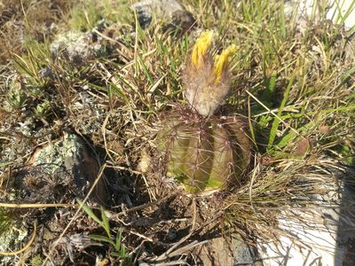 Parodia ottonis, photographed by Pablo G. Fernández