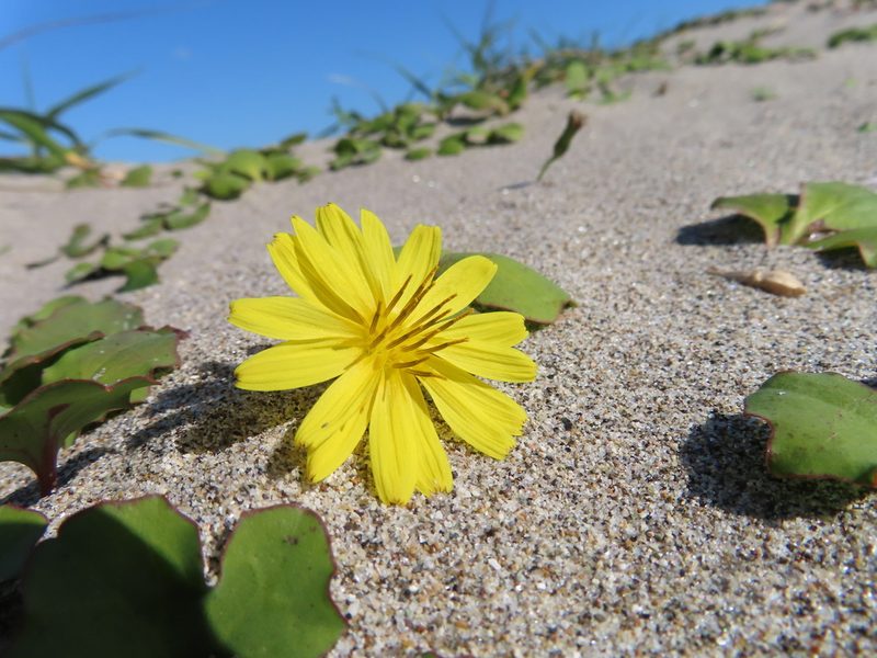 Ixeris repens, photographed by Timur Kalininsky