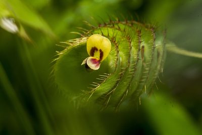 Geissaspis cristata, photographed by Ramesh Shenai Jr.
