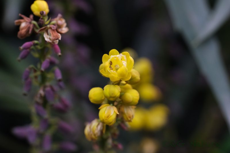 Berberis fortunei, photographed by Wang.QG