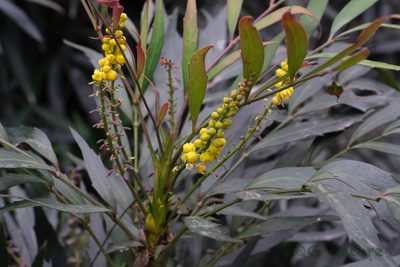 Berberis fortunei, photographed by Wang.QG