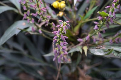 Berberis fortunei, photographed by Wang.QG