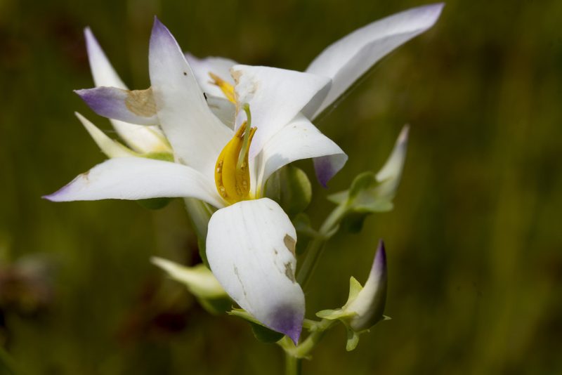 Exacum tetragonum, photographed by Ramesh Shenai Jr.