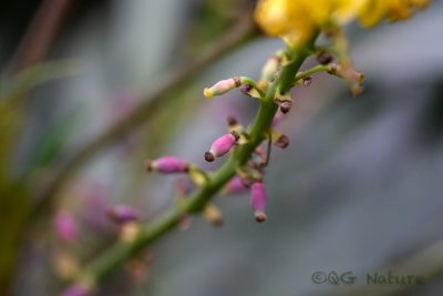 Berberis fortunei, photographed by Wang.QG