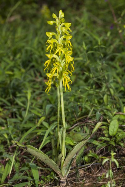 Habenaria marginata, photographed by Ramesh Shenai Jr.