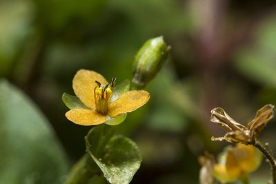 Murdannia versicolor, photographed by Ramesh Shenai Jr.