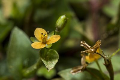 Murdannia versicolor, photographed by Ramesh Shenai Jr.
