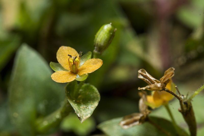Murdannia versicolor, photographed by Ramesh Shenai Jr.