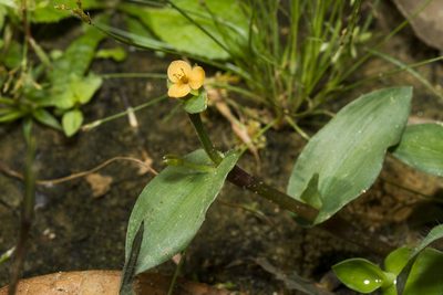 Murdannia versicolor, photographed by Ramesh Shenai Jr.