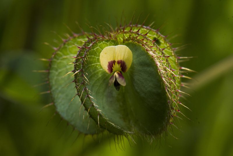 Geissaspis cristata, photographed by Ramesh Shenai Jr.