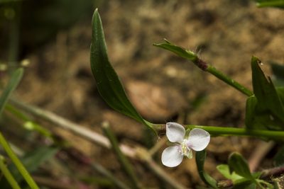 Murdannia nudiflora, photographed by Ramesh Shenai Jr.