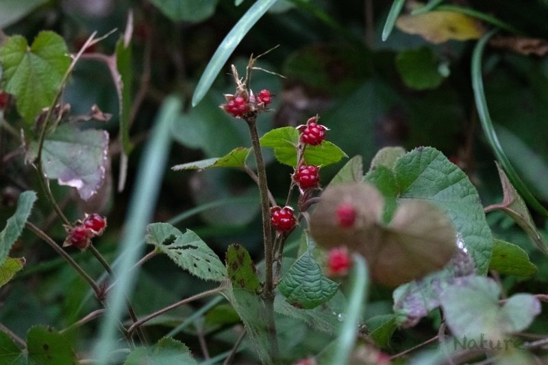 Rubus buergeri, photographed by Wang.QG