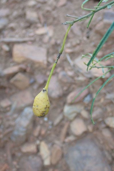 Maerua rosmarinoides, photographed by Andrew Deacon