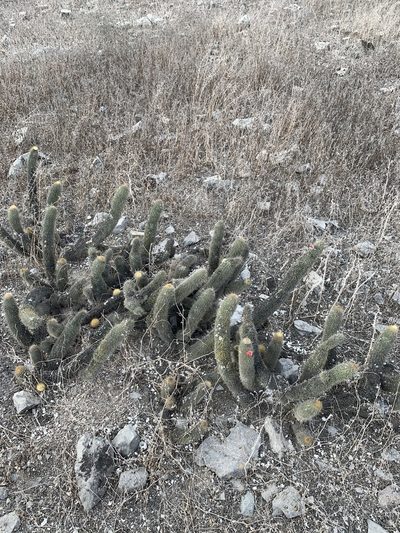 Borzicactus acanthurus, photographed by Círculo de Investigación en Taxonomía, Florística y Ecología Vegetal