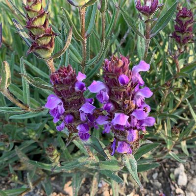 Prunella hyssopifolia, photographed by Jean-Lou Justine