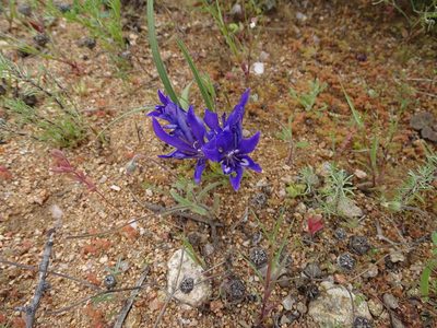 Babiana attenuata, photographed by Peter Warren