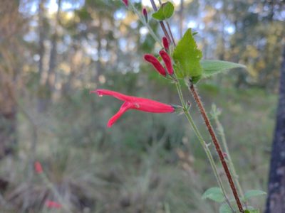 Salvia elegans, photographed by Robert Martin