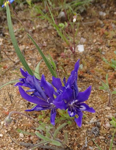 Babiana attenuata, photographed by Peter Warren