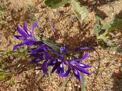 Babiana attenuata, photographed by Peter Warren