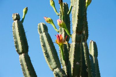 Cereus forbesii, photographed by Jose Luis Navarro