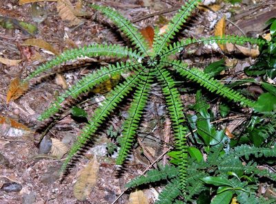 Adiantopsis radiata, photographed by Hugo Hulsberg