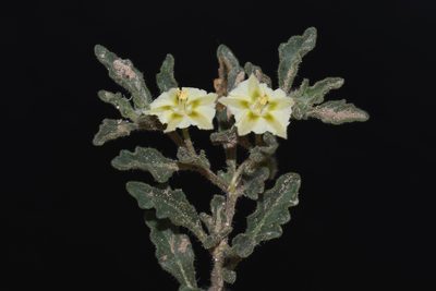 Chamaesaracha sordida, photographed by Brian Finzel