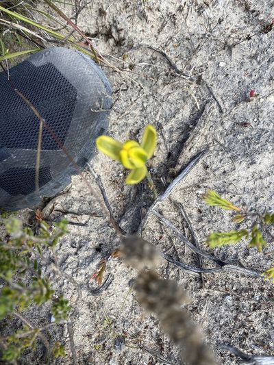 Albuca aurea, photographed by Christina