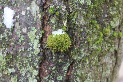 Ulota crispa, photographed by Violet T.