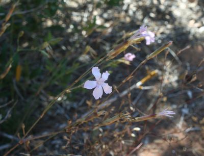 Dianthus sylvestris, photographed by Oleg Kosterin