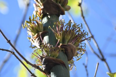 Agave congesta, photographed by Neptalí Ramírez Marcial