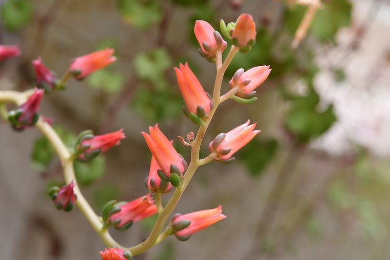 Echeveria goldmanii, photographed by Neptalí Ramírez Marcial