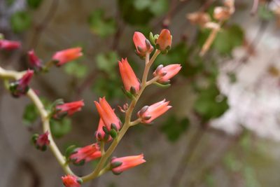 Echeveria goldmanii, photographed by Neptalí Ramírez Marcial