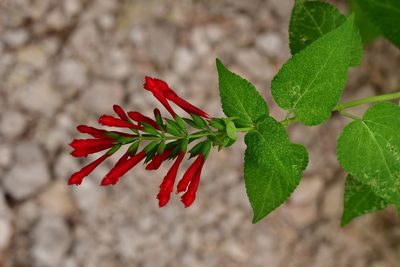 Salvia holwayi, photographed by Neptalí Ramírez Marcial