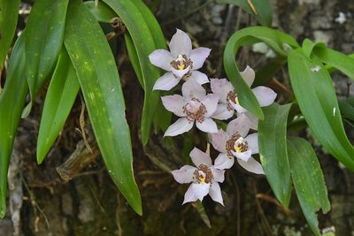 Rhynchostele cervantesii, photographed by Neptalí Ramírez Marcial