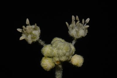 Croton texensis, photographed by Brian Finzel