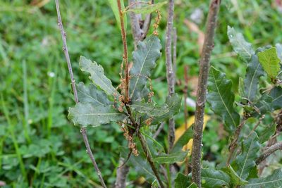 Quercus sebifera, photographed by Neptalí Ramírez Marcial