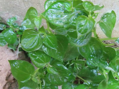 Peperomia pellucida, photographed by Navaneeth Sini George