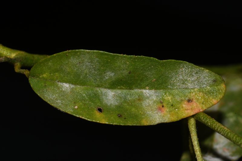 Croton texensis, photographed by Brian Finzel