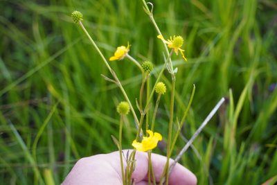 Ranunculus multifidus, photographed by Matthew Fainman