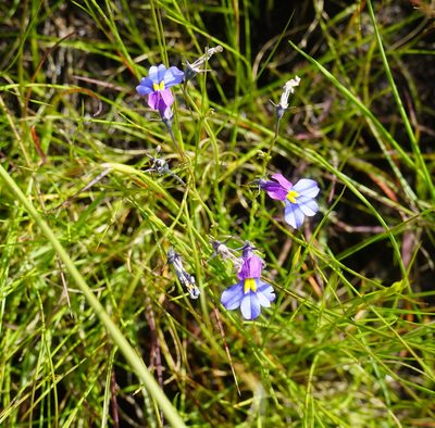 Monopsis decipiens, photographed by Matthew Fainman