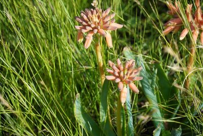Aloe ecklonis, photographed by Matthew Fainman