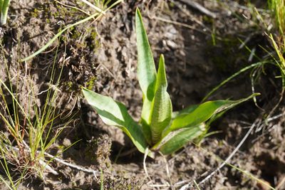 Ledebouria marginata, photographed by Matthew Fainman