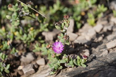 Ruschia putterillii, photographed by Matthew Fainman