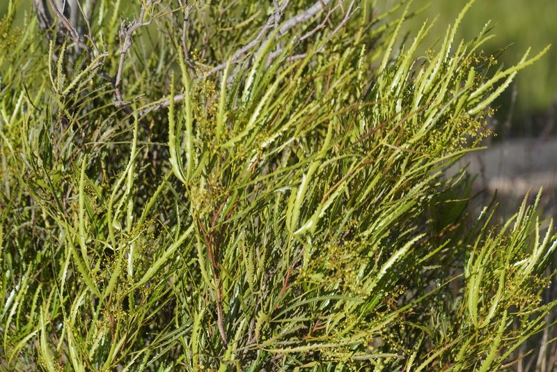 Searsia erosa, photographed by Matthew Fainman