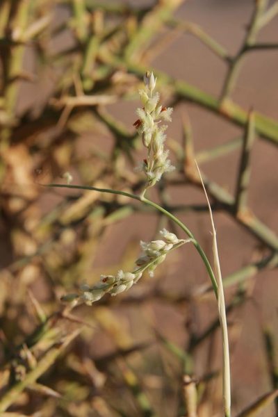 Panicum turgidum, photographed by Olivier Argagnon