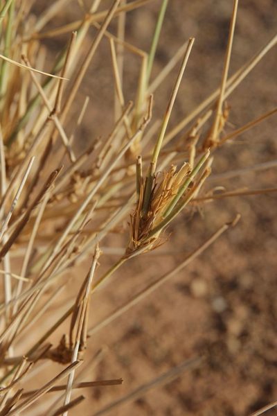 Panicum turgidum, photographed by Olivier Argagnon